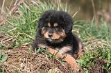 DOGUE DU TIBET 489